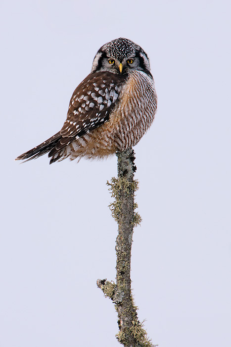 Northern Hawk Owl