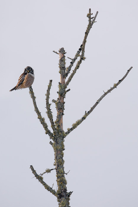 Northern Hawk Owl