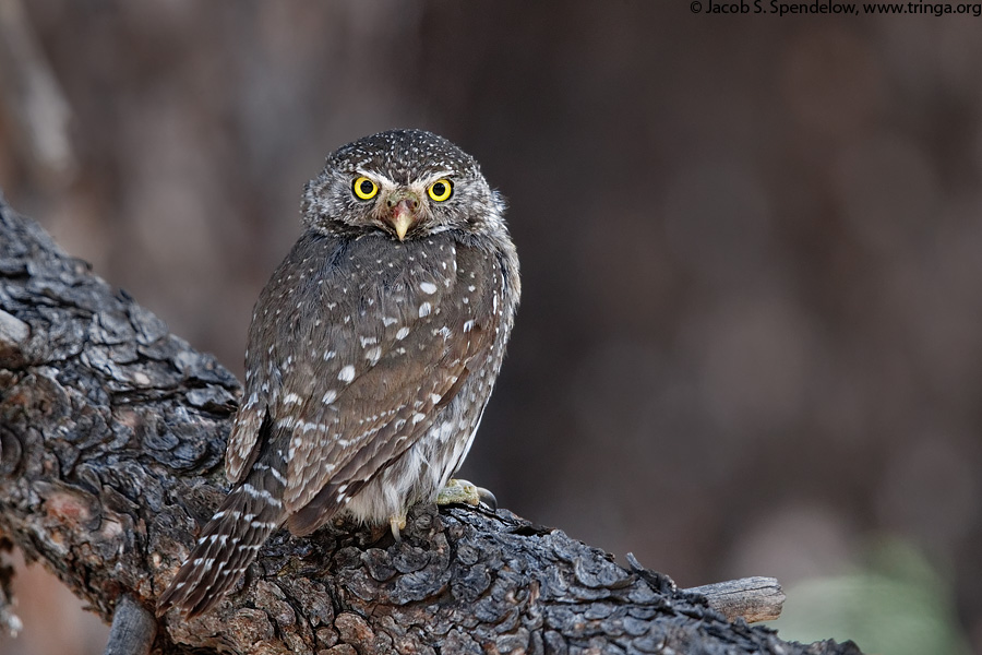 Northern Pygmy-Owl