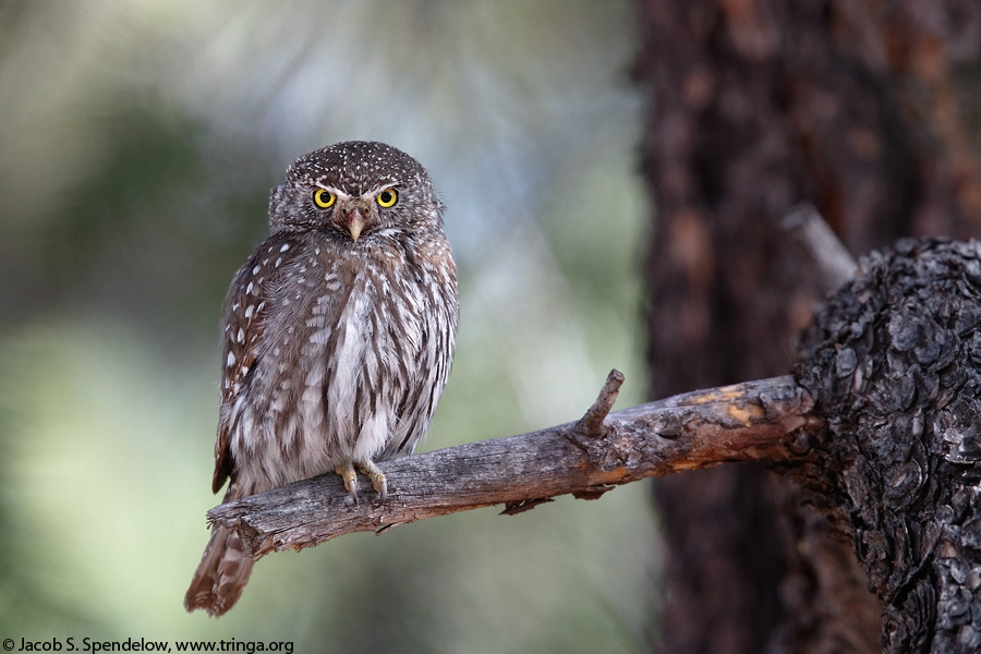 Northern Pygmy-Owl