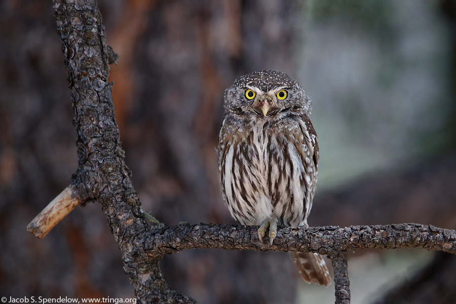 Northern Pygmy-Owl