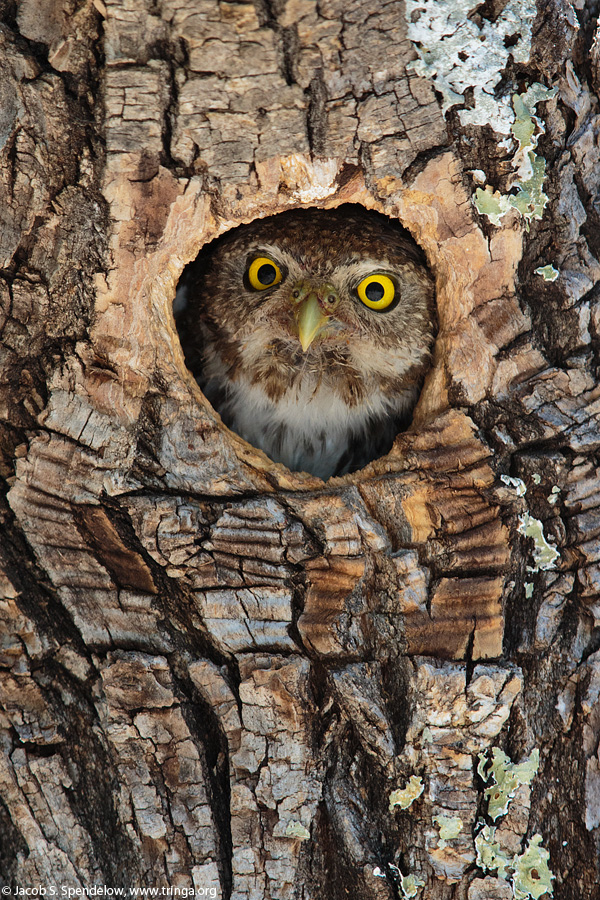 Northern Pygmy-Owl