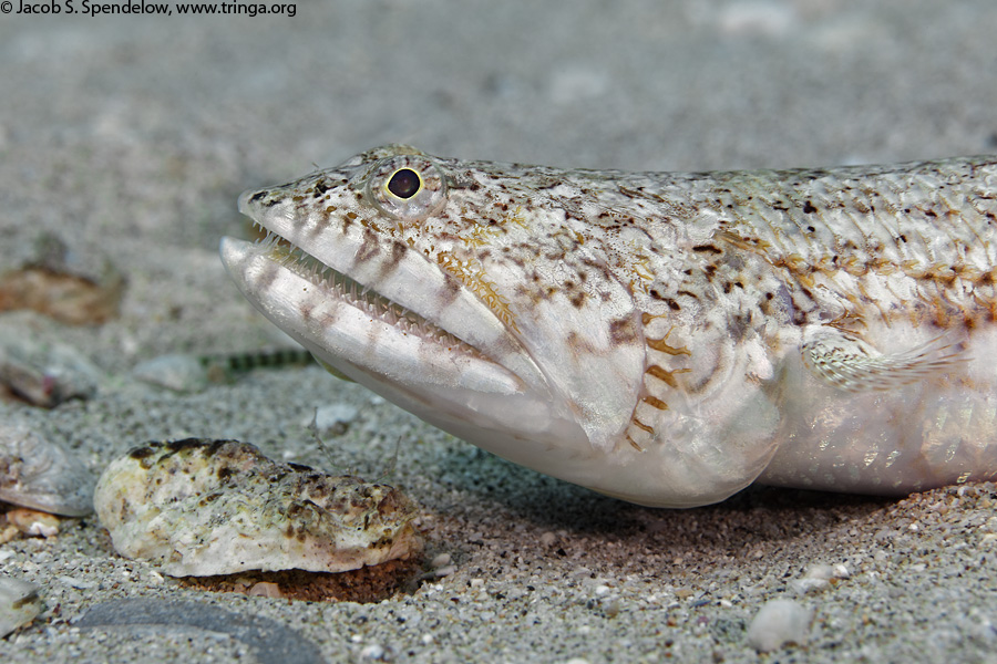 Clearfin Lizardfish