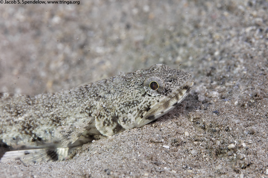 Slender Lizardfish