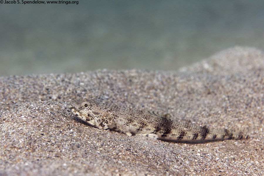 Slender Lizardfish