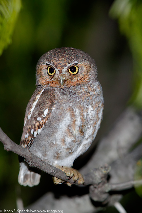 Elf Owl