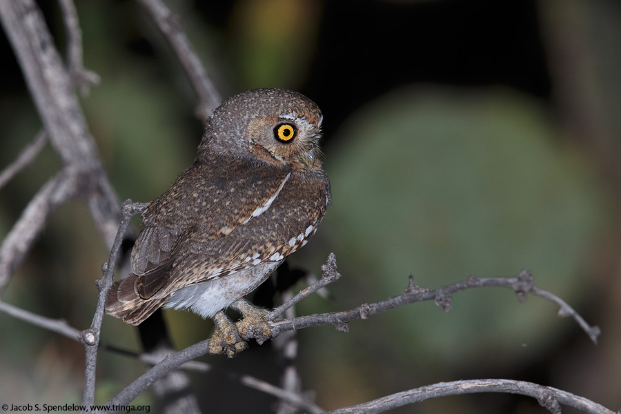 Elf Owl