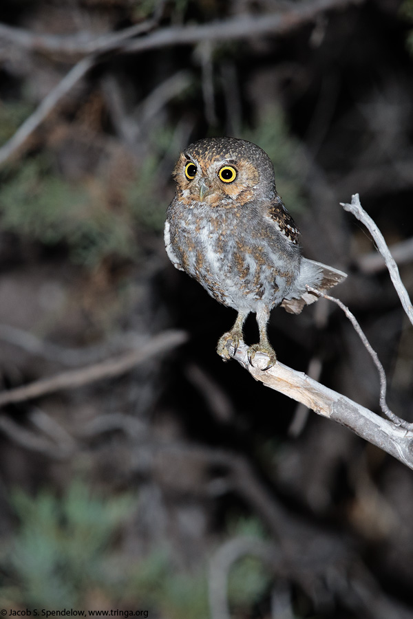 Elf Owl