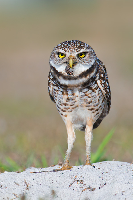 Burrowing Owl