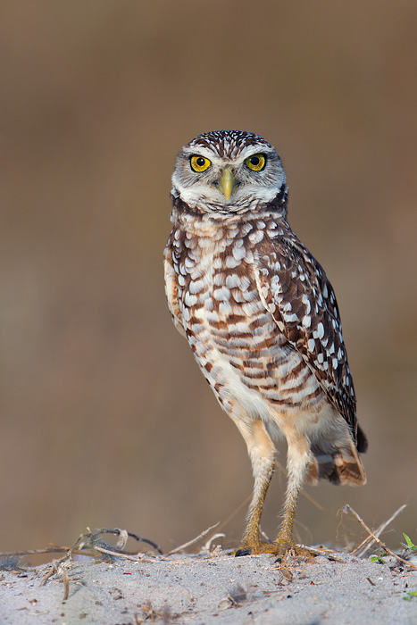 Burrowing Owl