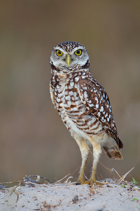 Burrowing Owl