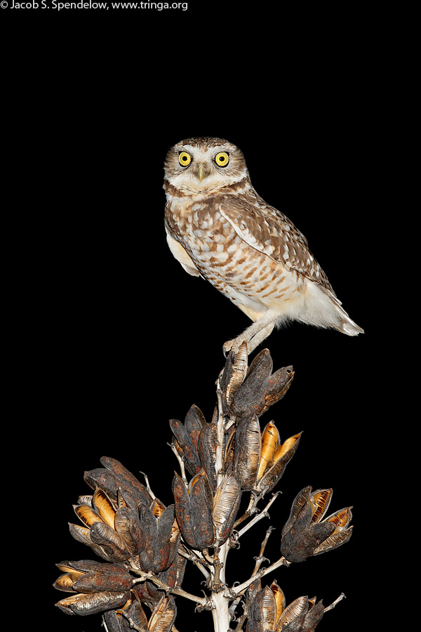 Burrowing Owl