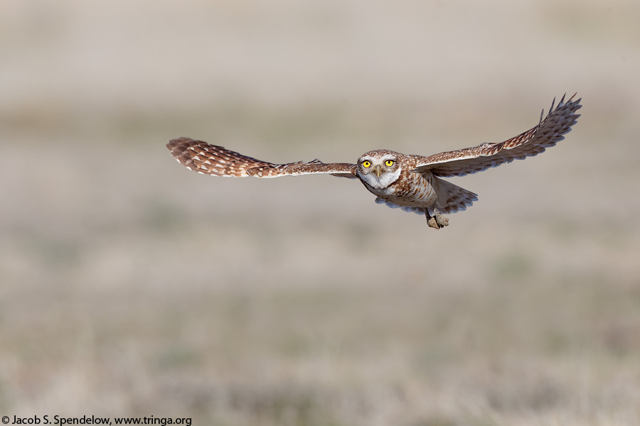 Burrowing Owl