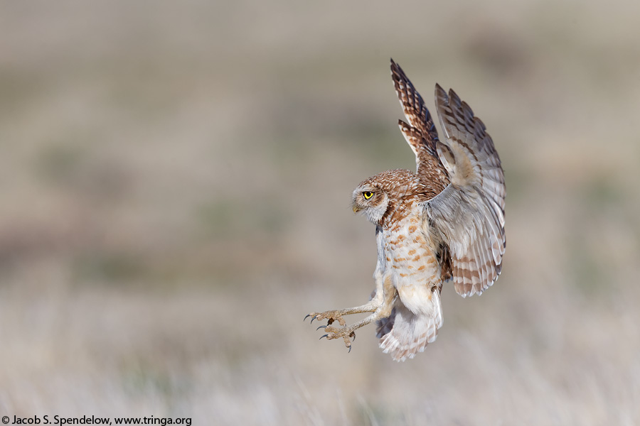 Burrowing Owl