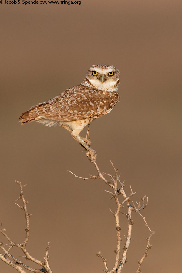 Burrowing Owl