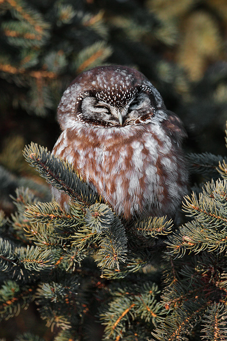 Boreal Owl