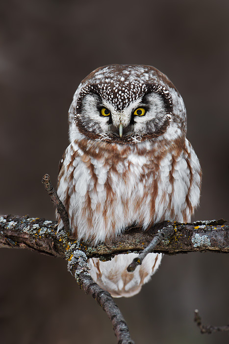 Boreal Owl