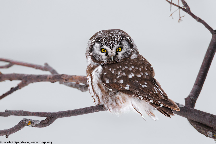 Boreal Owl