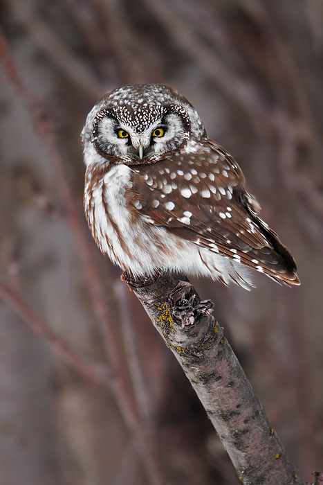 Boreal Owl