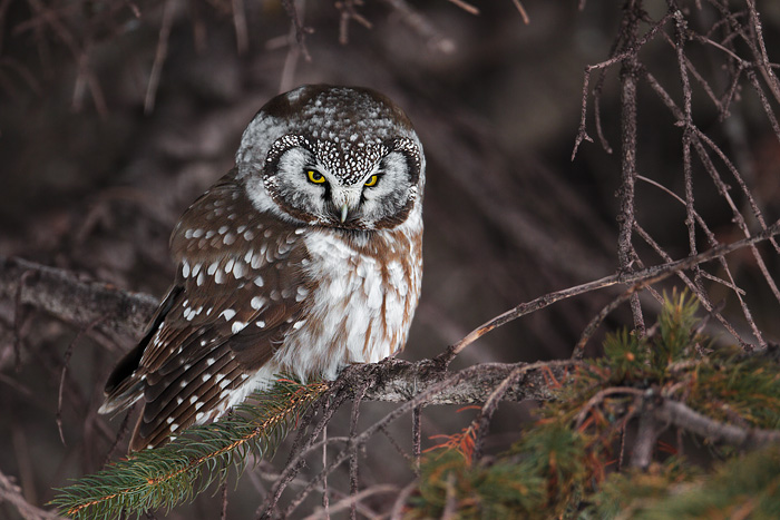 Boreal Owl