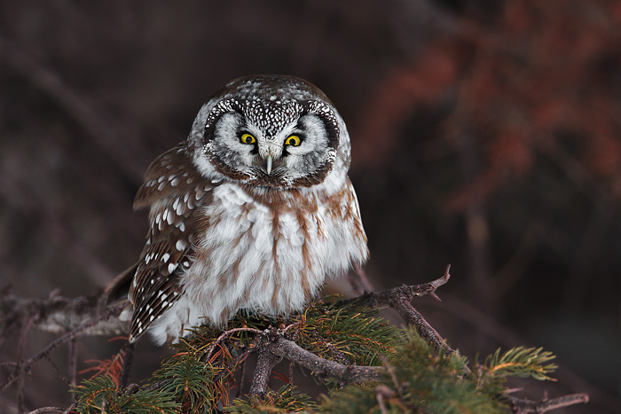 Boreal Owl