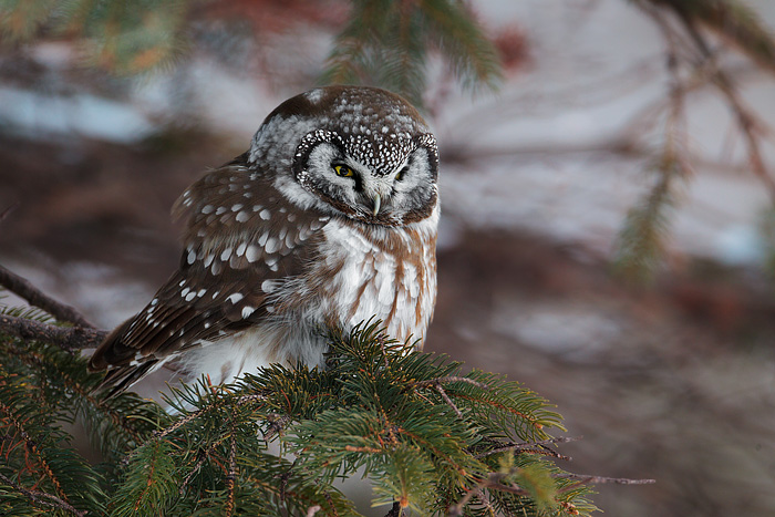 Boreal Owl