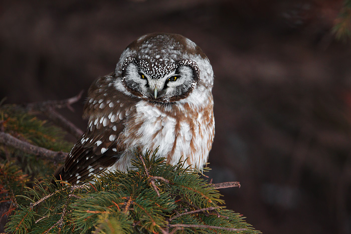 Boreal Owl