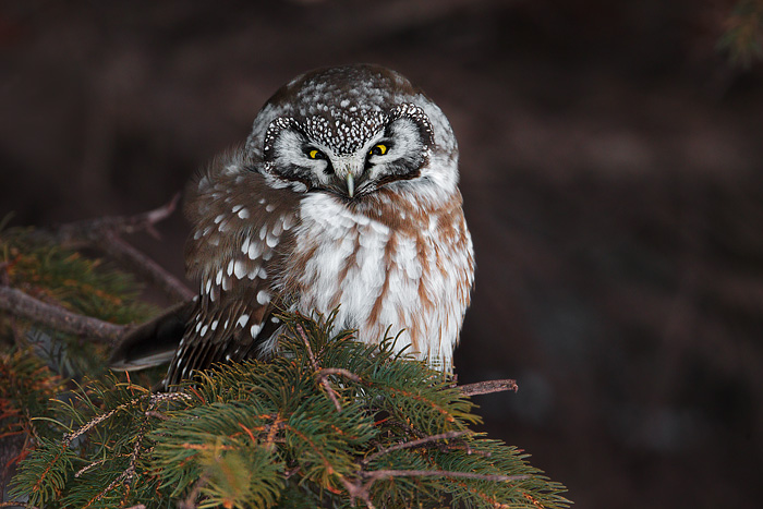 Boreal Owl