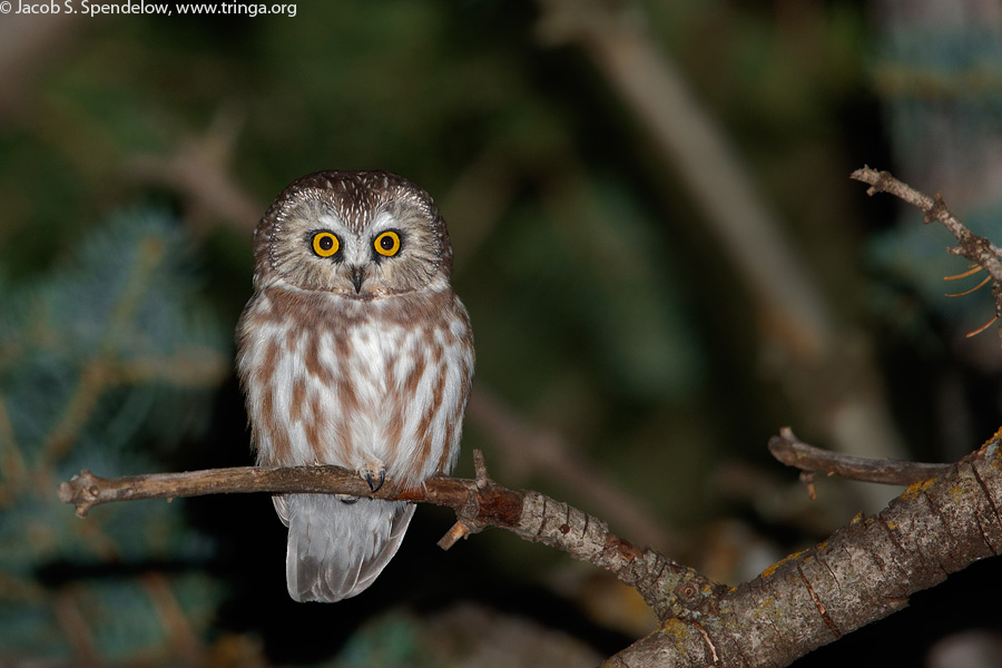 Northern Saw-whet Owl