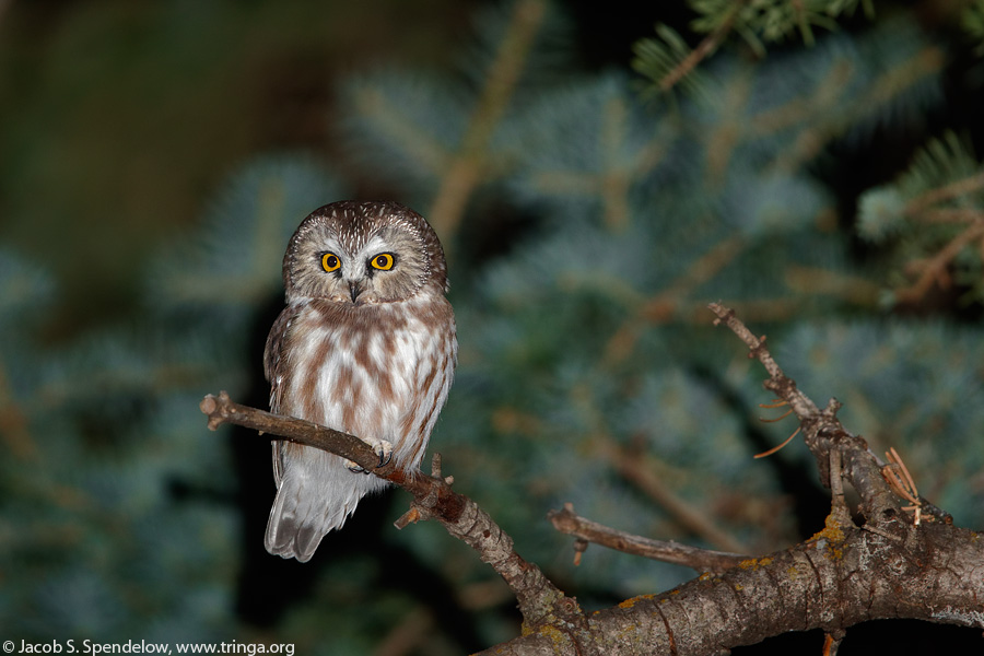 Northern Saw-whet Owl