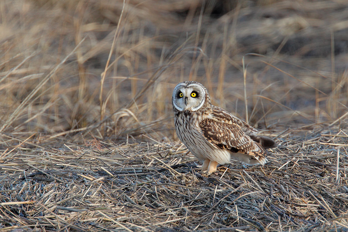 Short-eared Owl