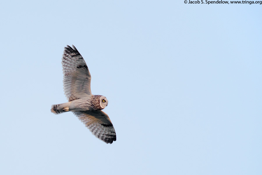 Short-eared Owl