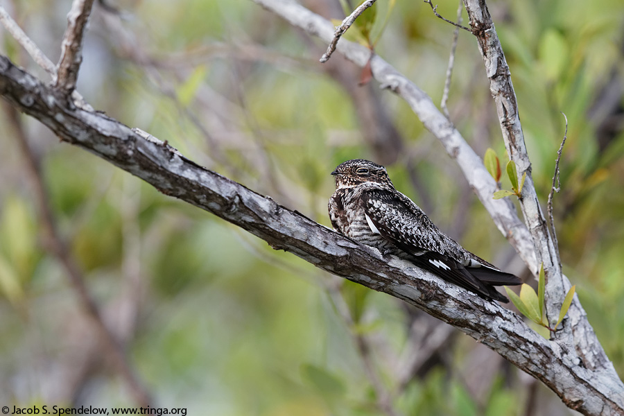 Common Nighthawk