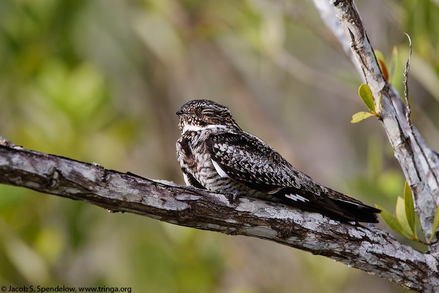 Common Nighthawk