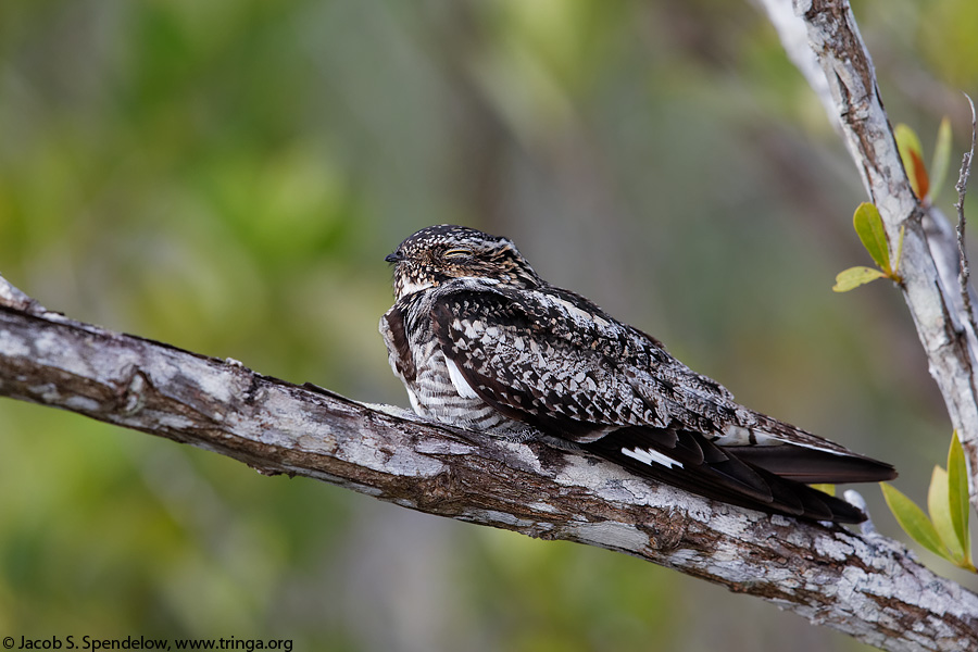 Common Nighthawk