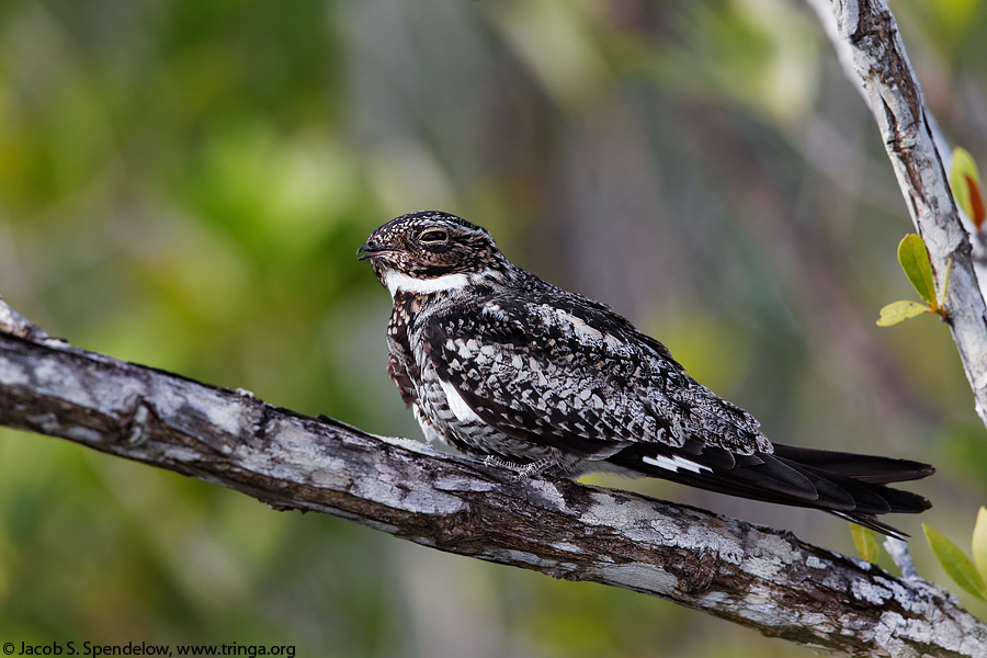 Common Nighthawk