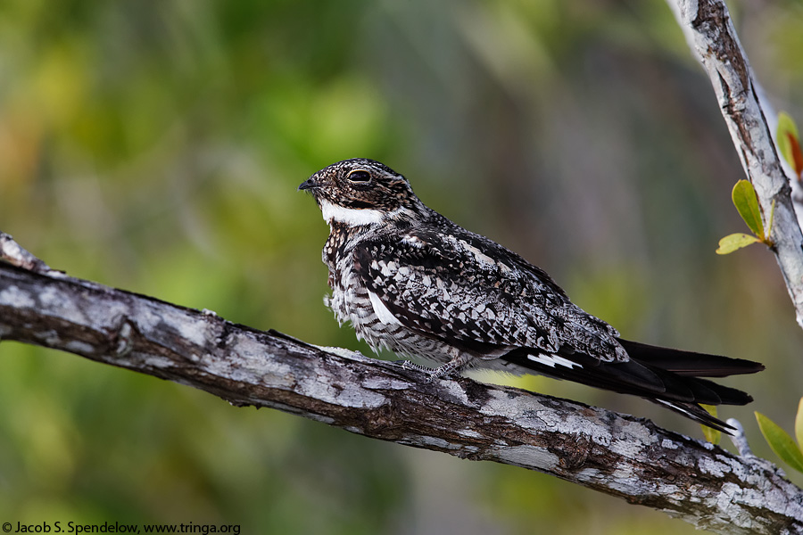 Common Nighthawk