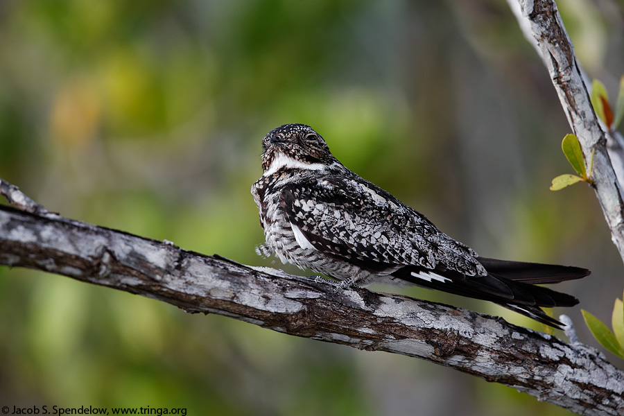 Common Nighthawk