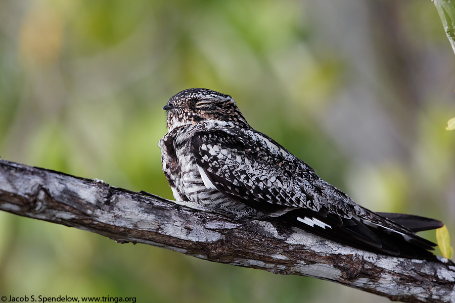 Common Nighthawk