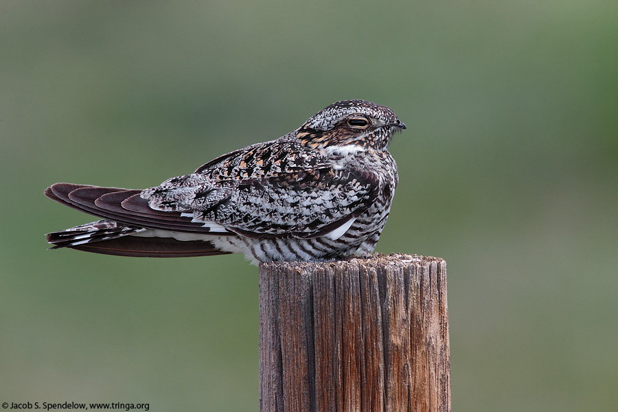 Common Nighthawk