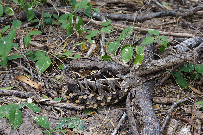 Common Pauraque