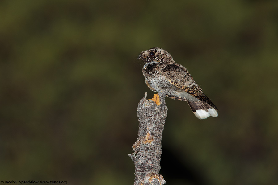 Common Poorwill