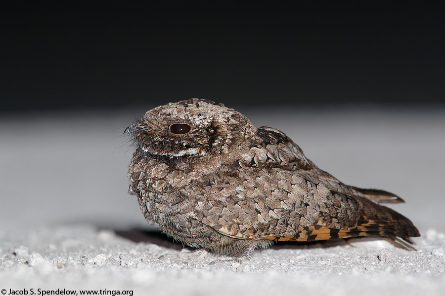 Common Poorwill