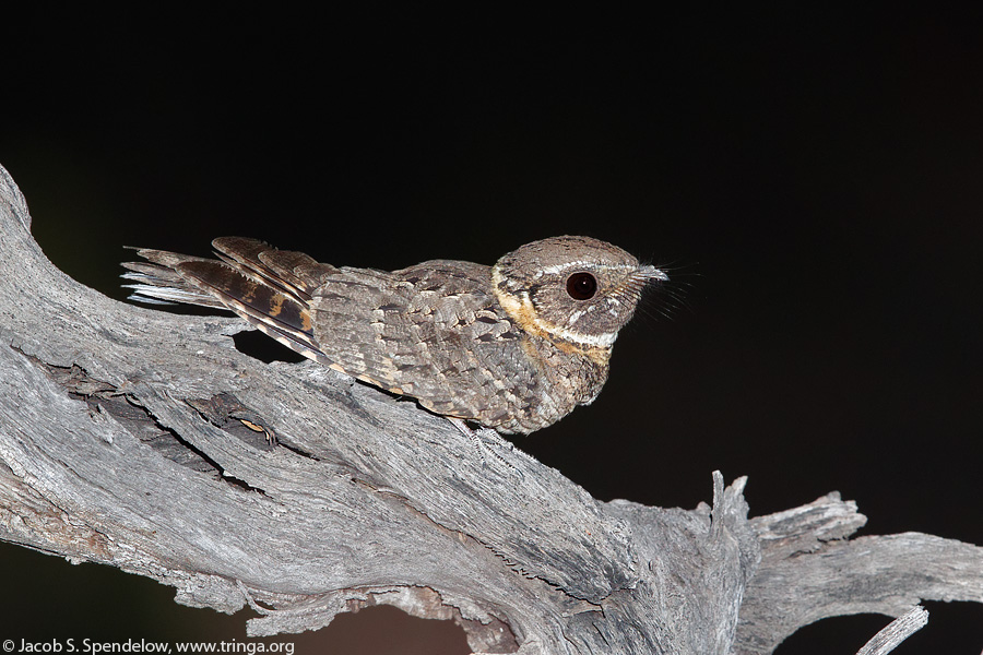 Buff-collared Nightjar