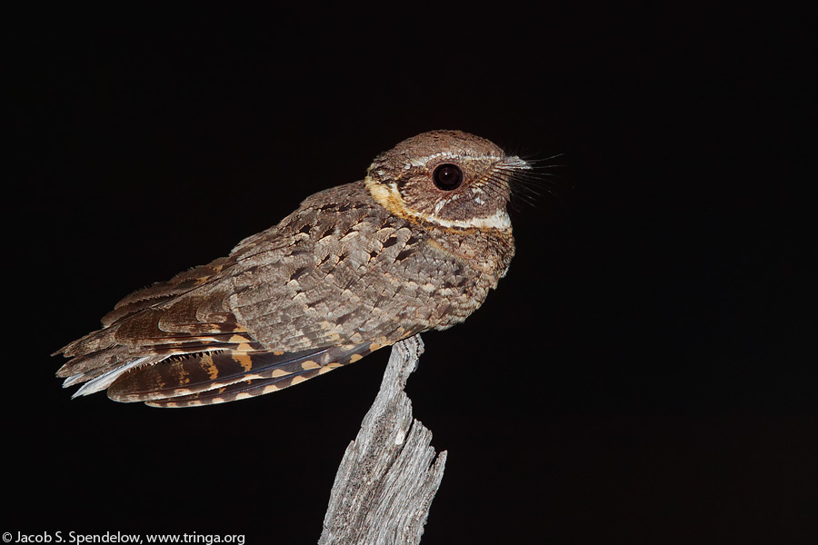 Buff-collared Nightjar