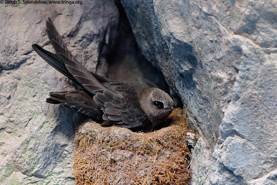 Black Swift