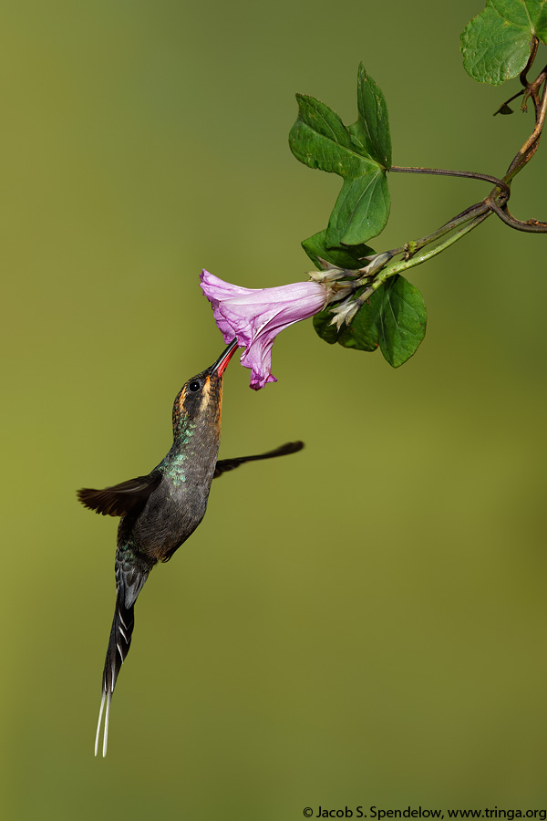 Green Hermit