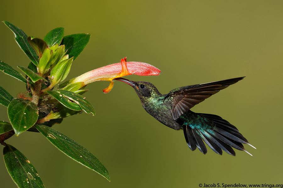 Green Hermit