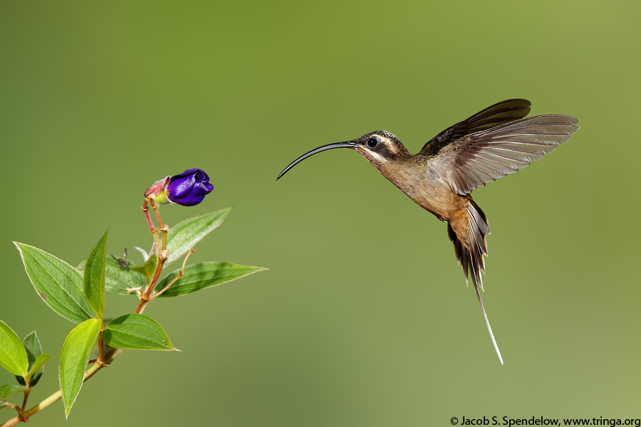 Long-billed Hermit