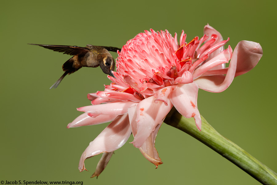 Long-billed Hermit